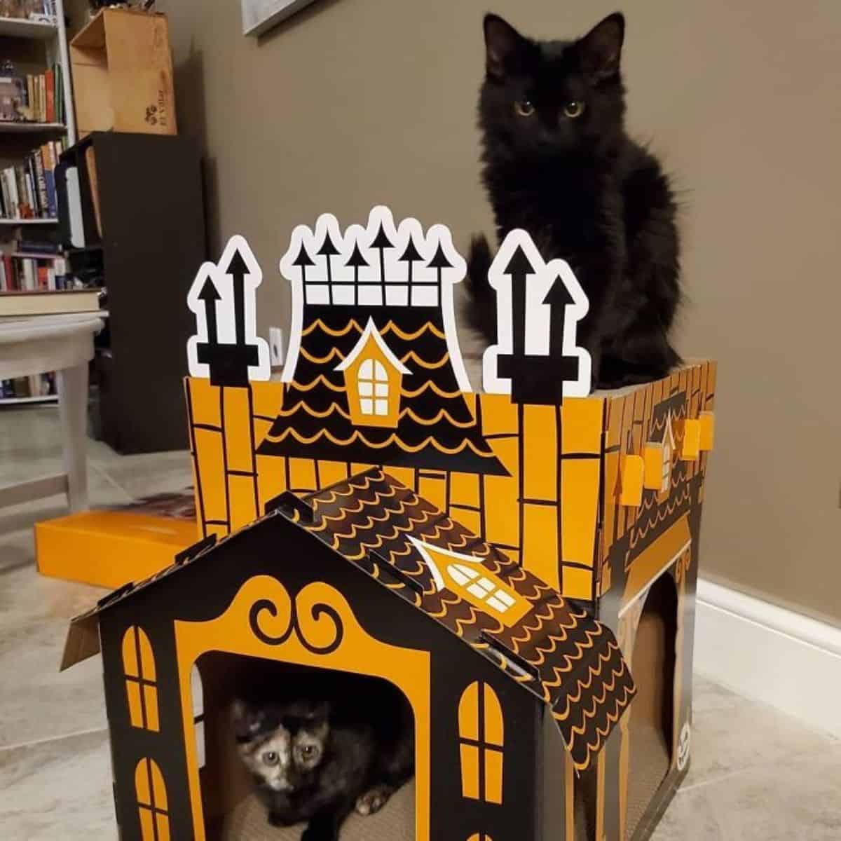 black cat on a mini haunted house