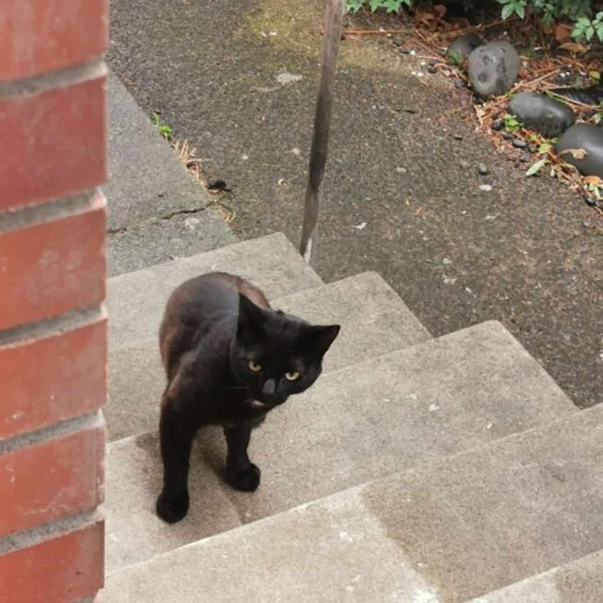 black cat on the porch