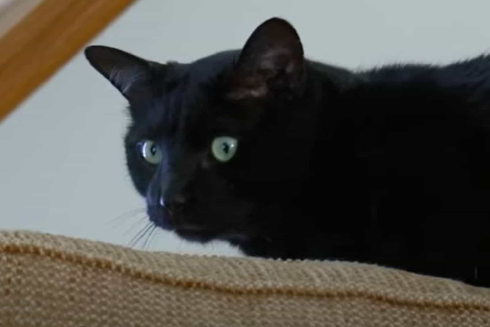 black cat staring