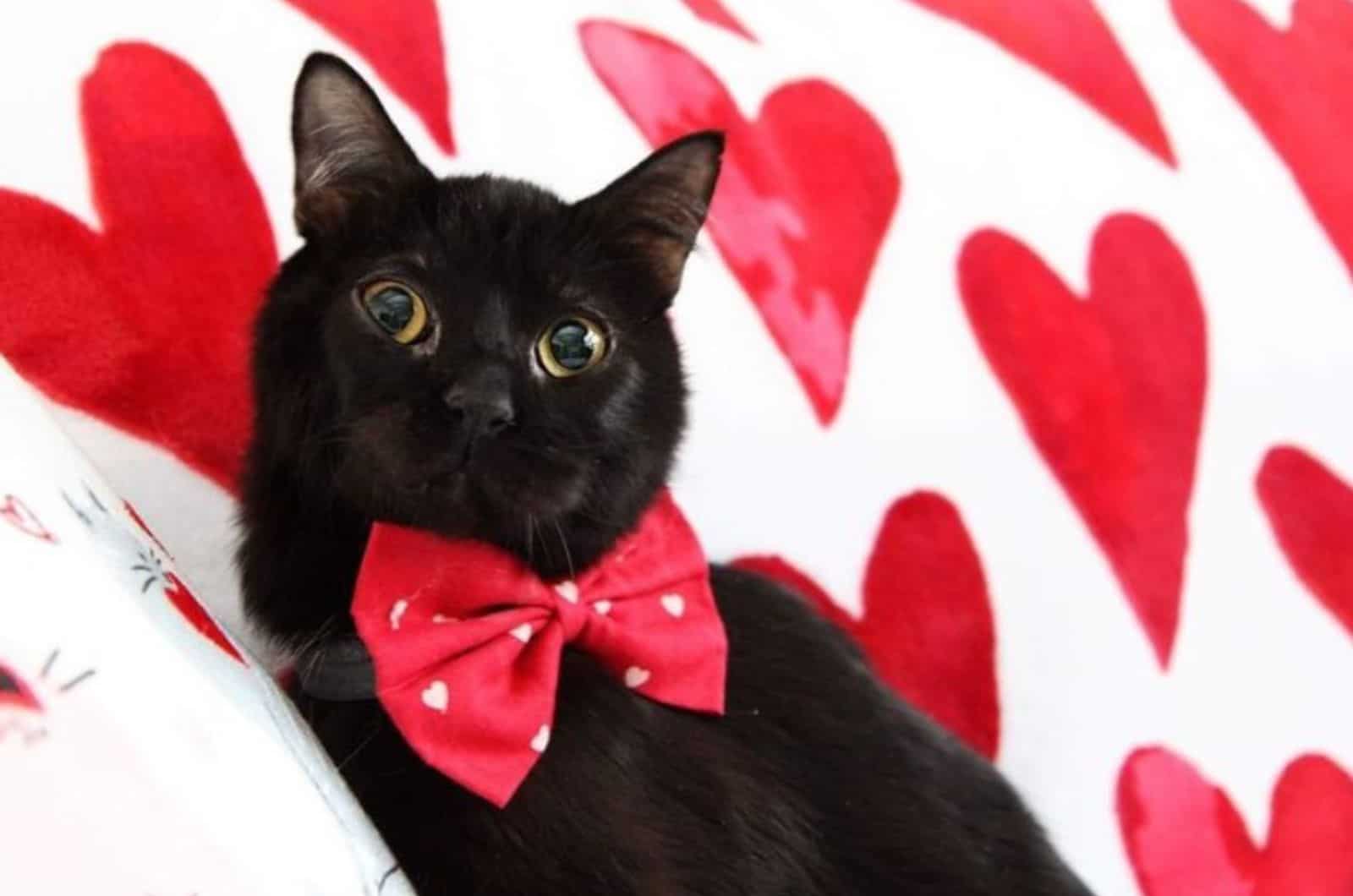 black cat wearing a red bow