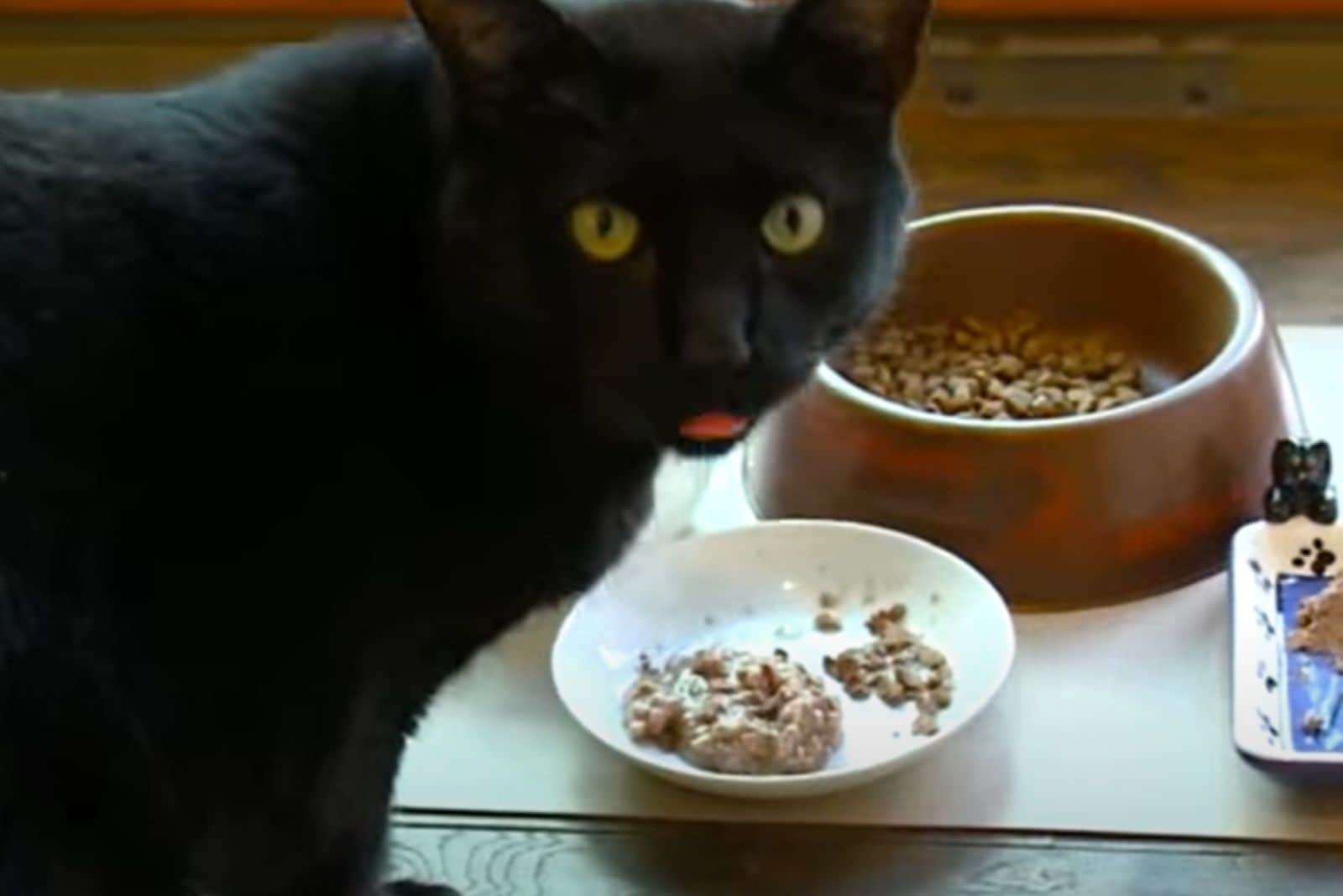 black cat with meal