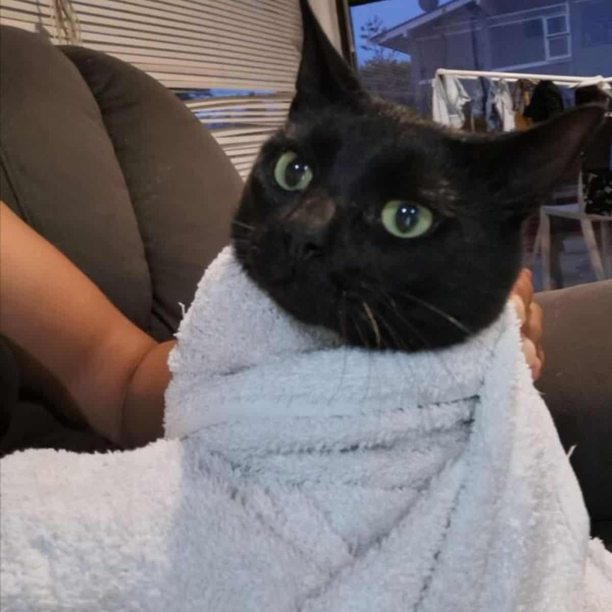 black cat wrapped in the towel