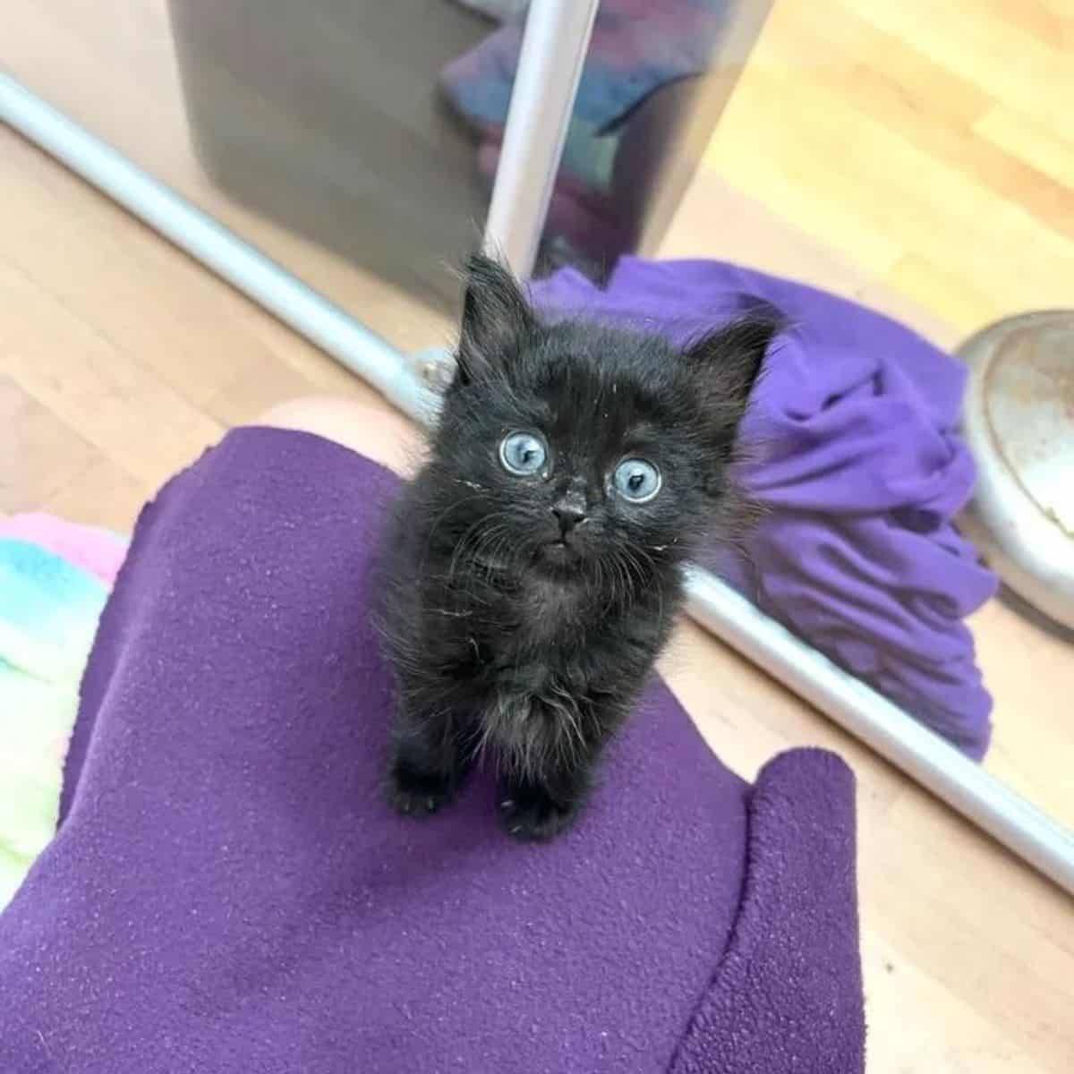 black kitten on purple blanket
