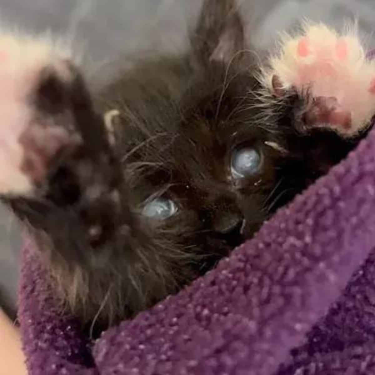 black kitten wrapped in a blanket