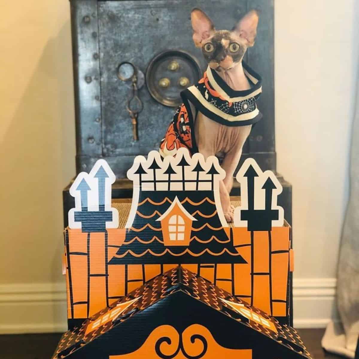 cat and a mini haunted house