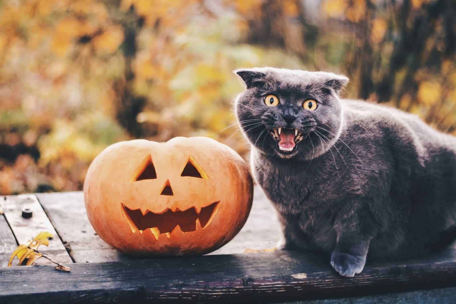 cat and carved pumpkin