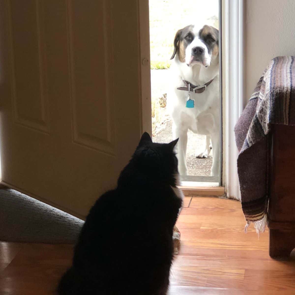 cat and dog at the door