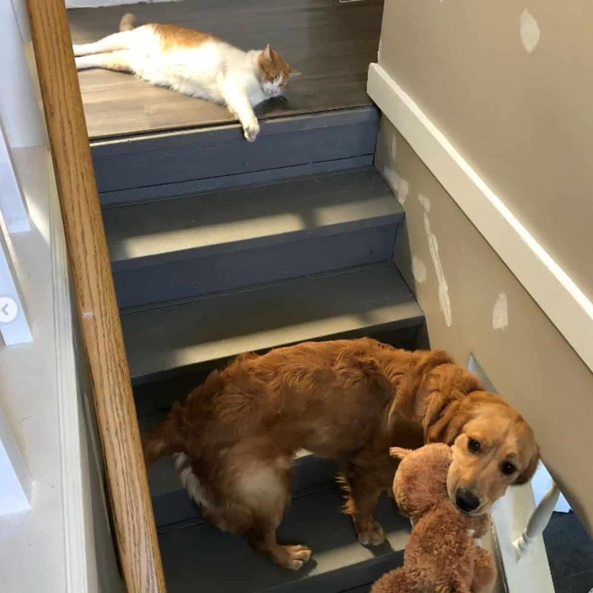 cat and dog on stairs