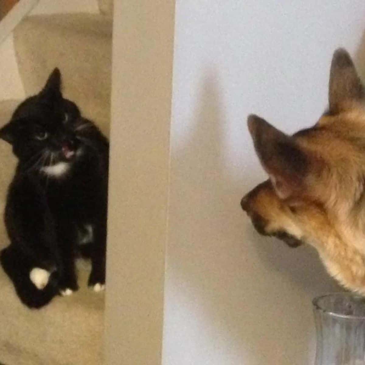 cat and dog staring at each other