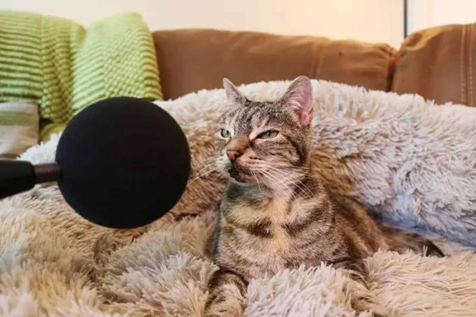 cat and mic