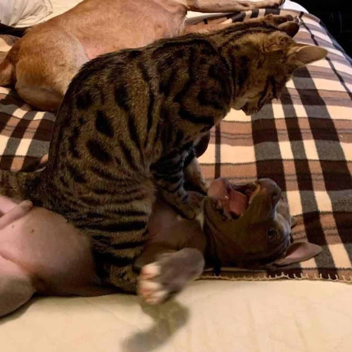 cat attacking the dog