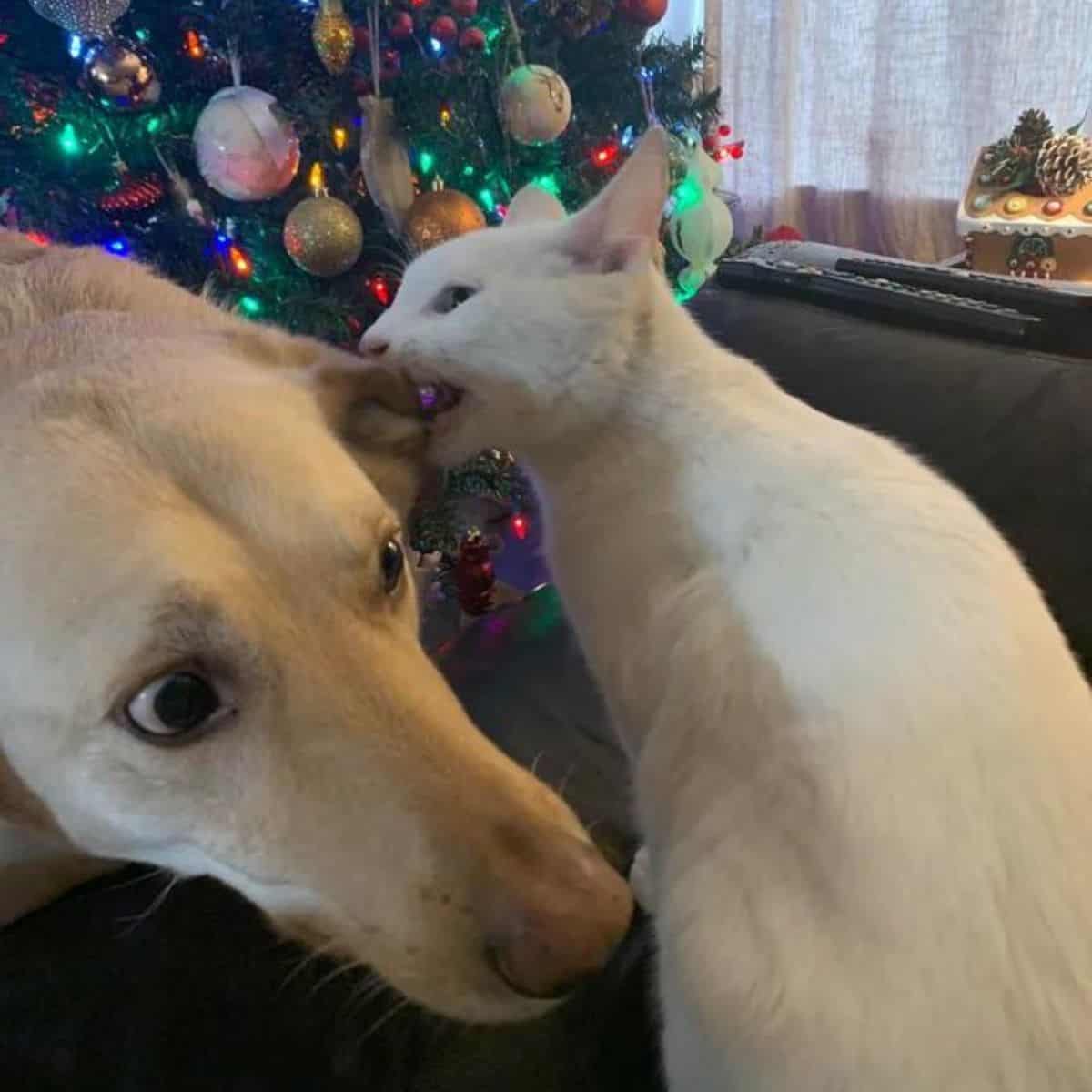 cat biting dog's ear