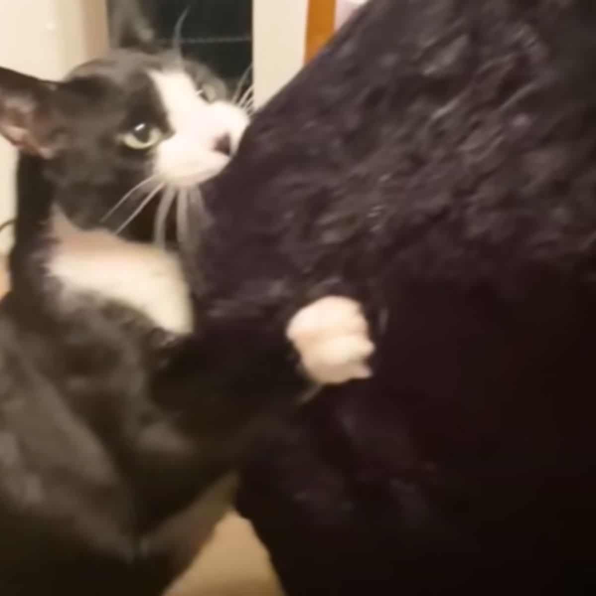 cat bitting on a black item