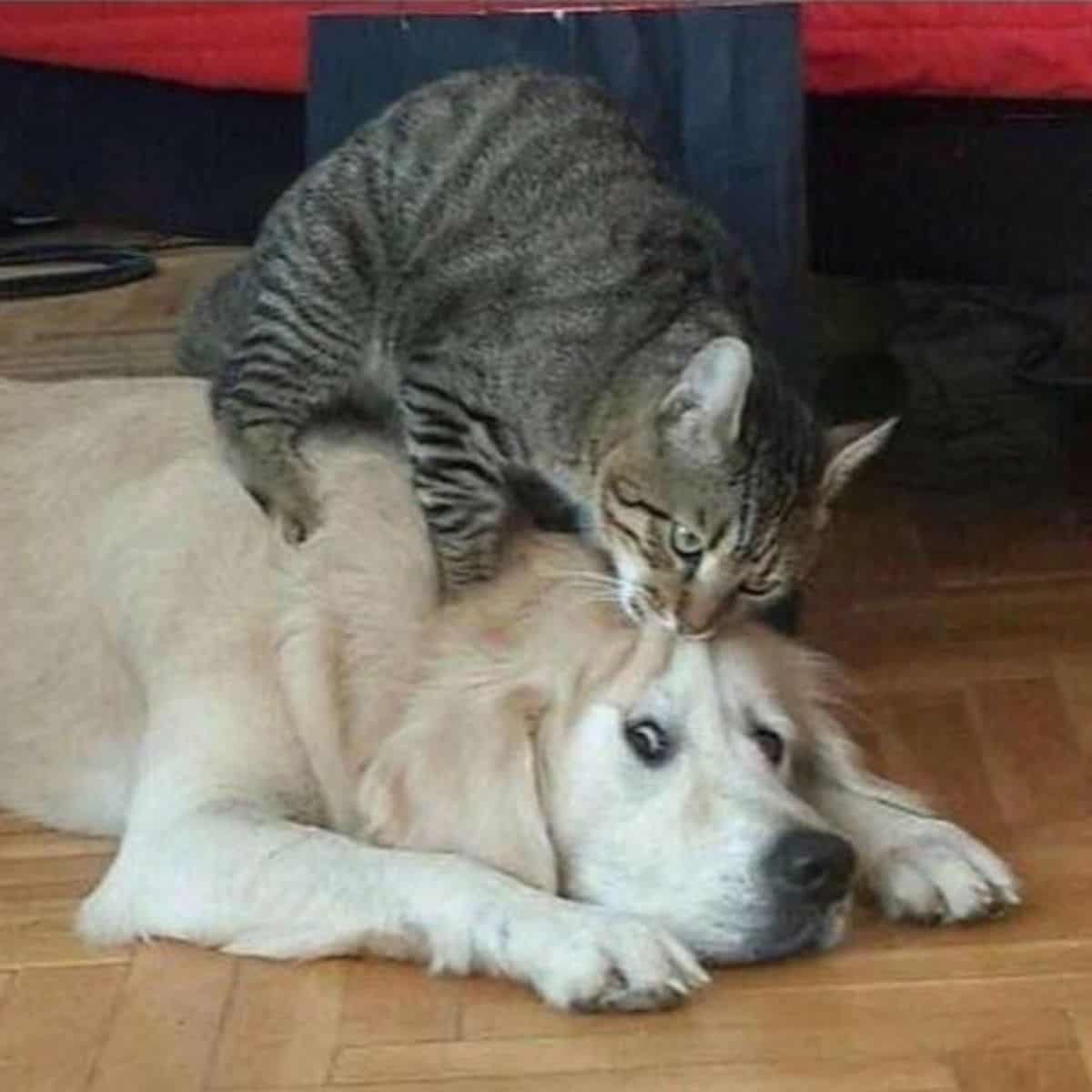 cat biting on dog