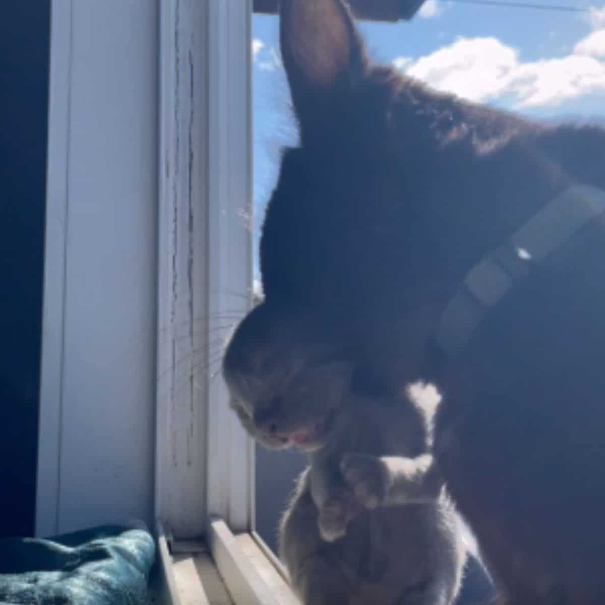 cat carrying a kitten in her mouth