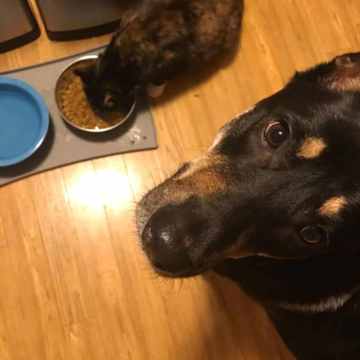 cat eating from dog's food bowl