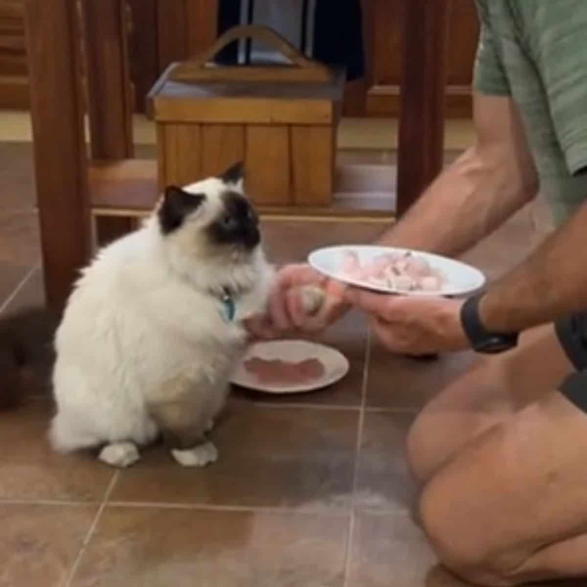 cat giving paw to the owner