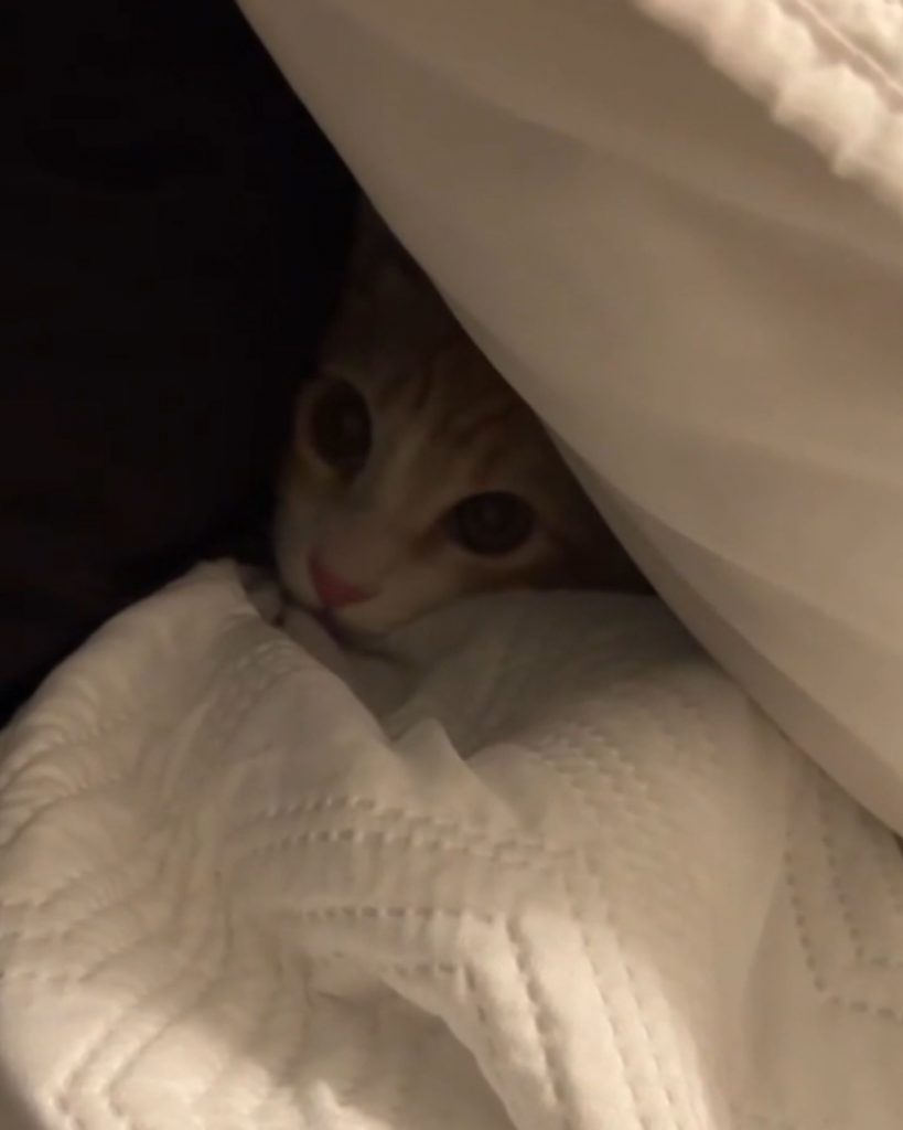 Sweet Kitten Has A Tantrum Because His Owner Has To Leave For Work