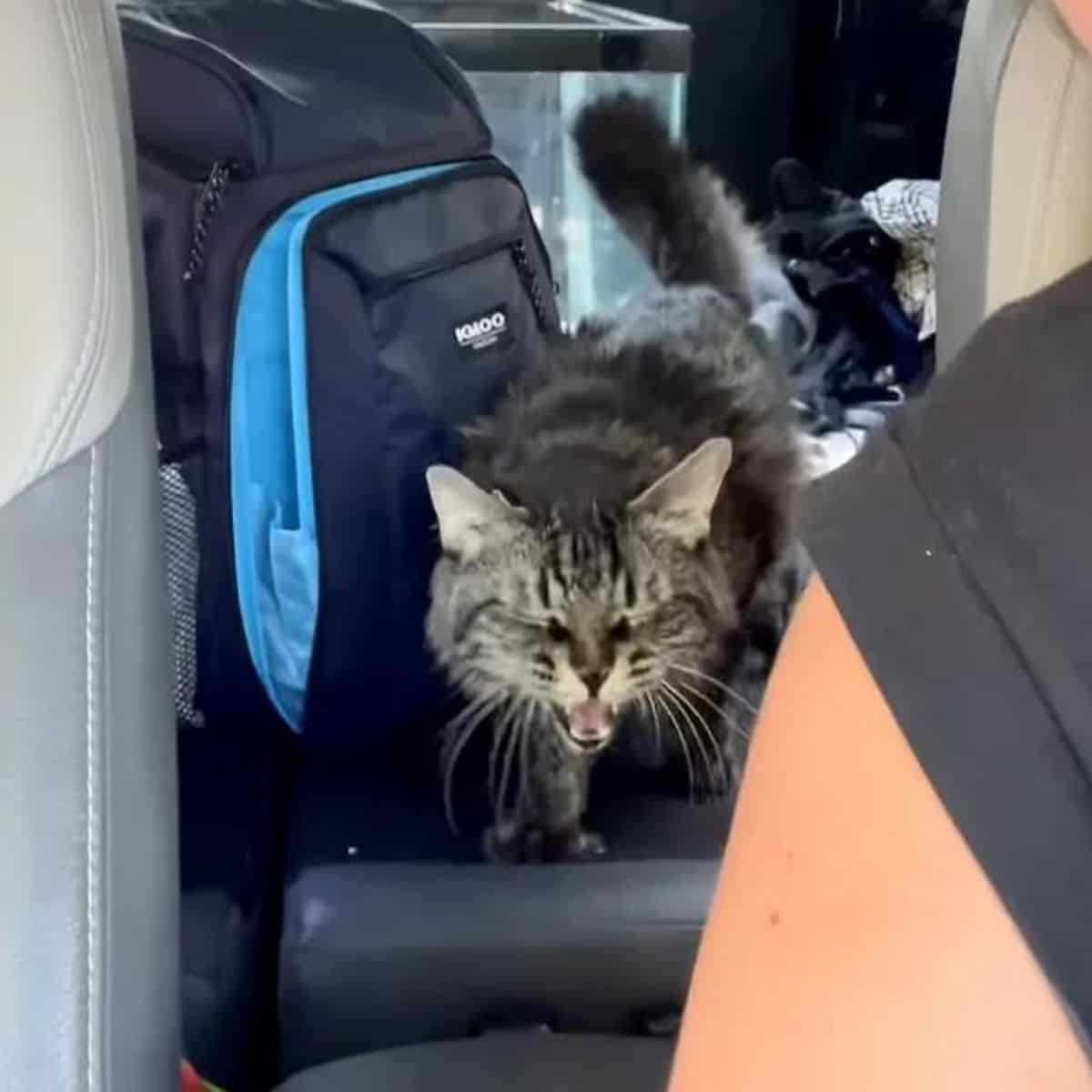 cat hissing in the car
