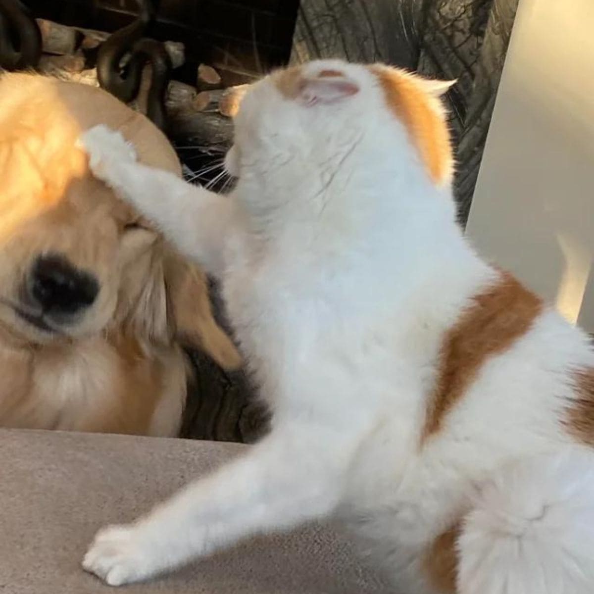 cat hitting the dog