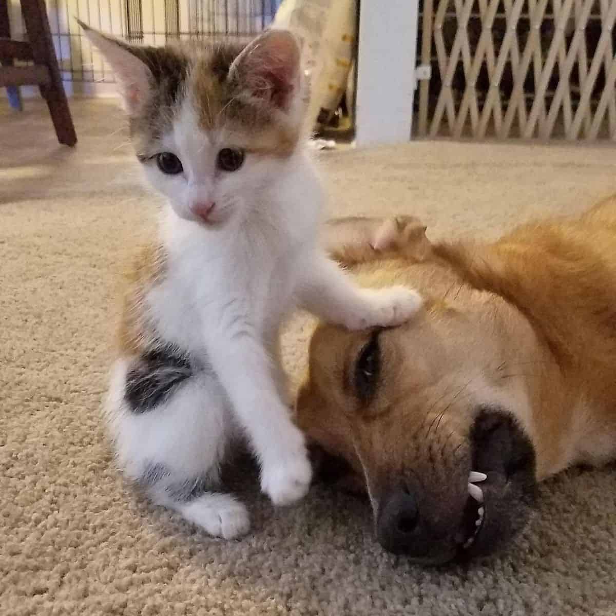 cat holding its paws on dog's head