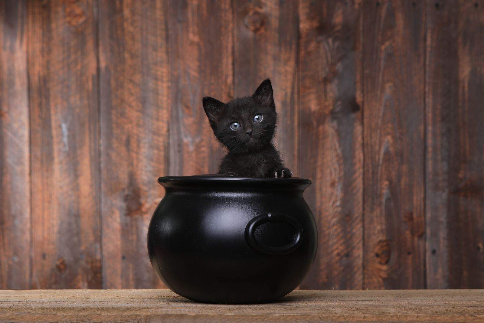 cat in witch pot