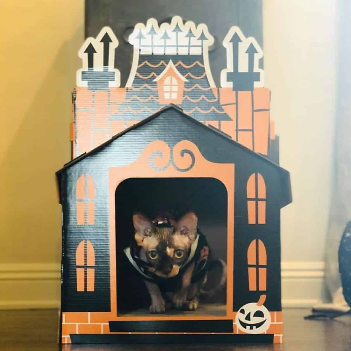 cat inside mini haunted house