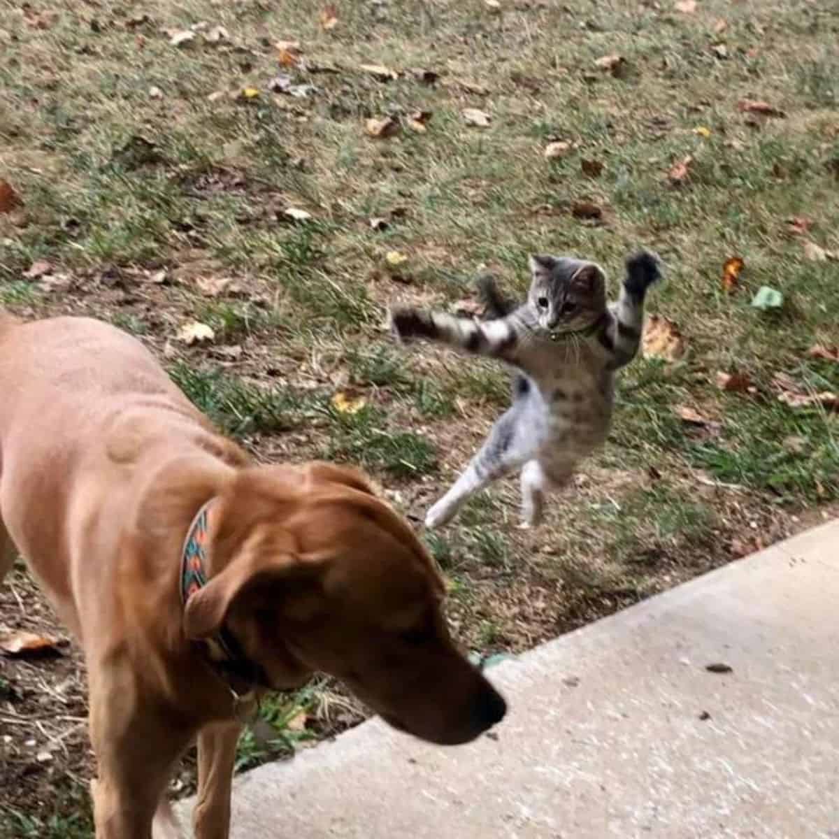cat jumping on dog