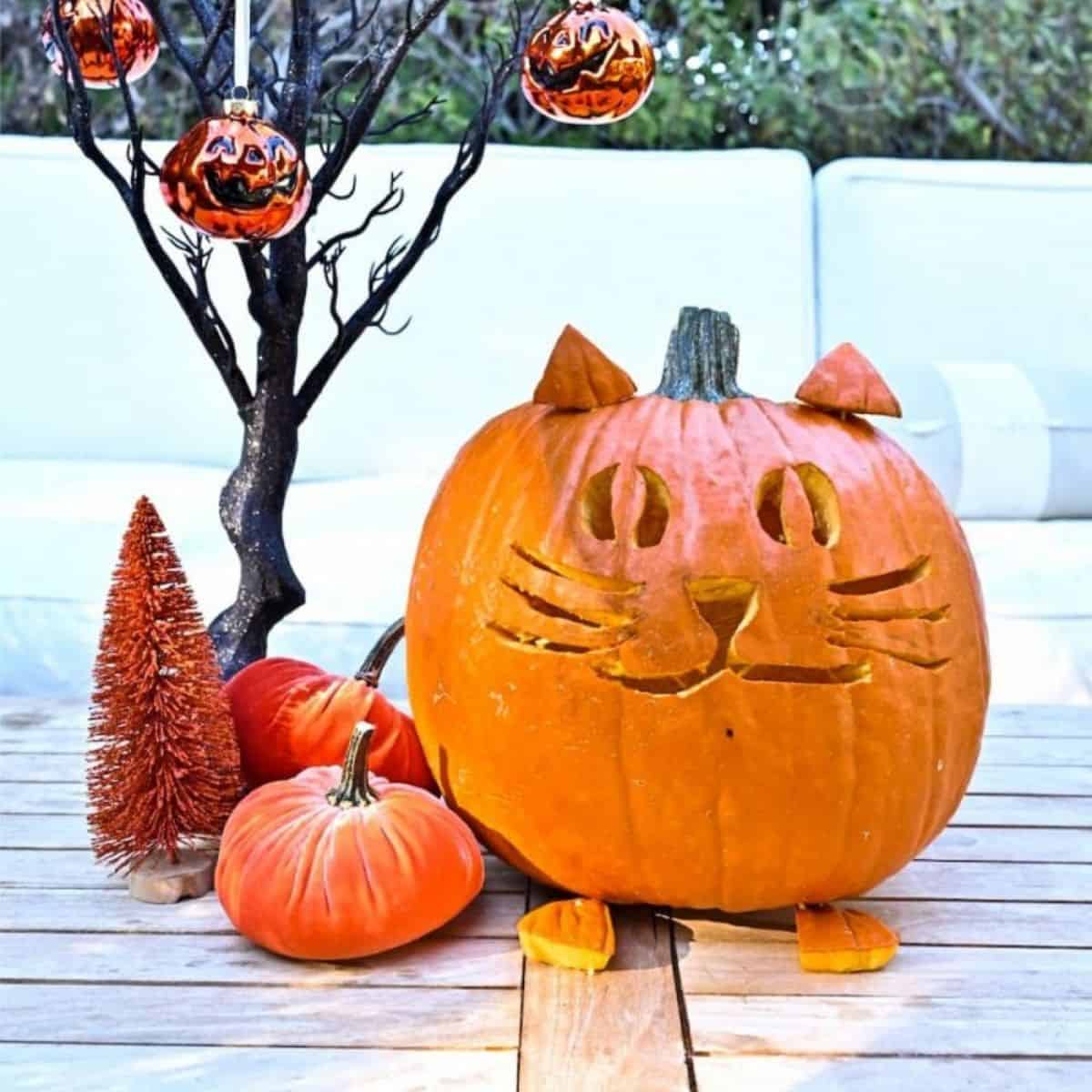 cat like pumpkin