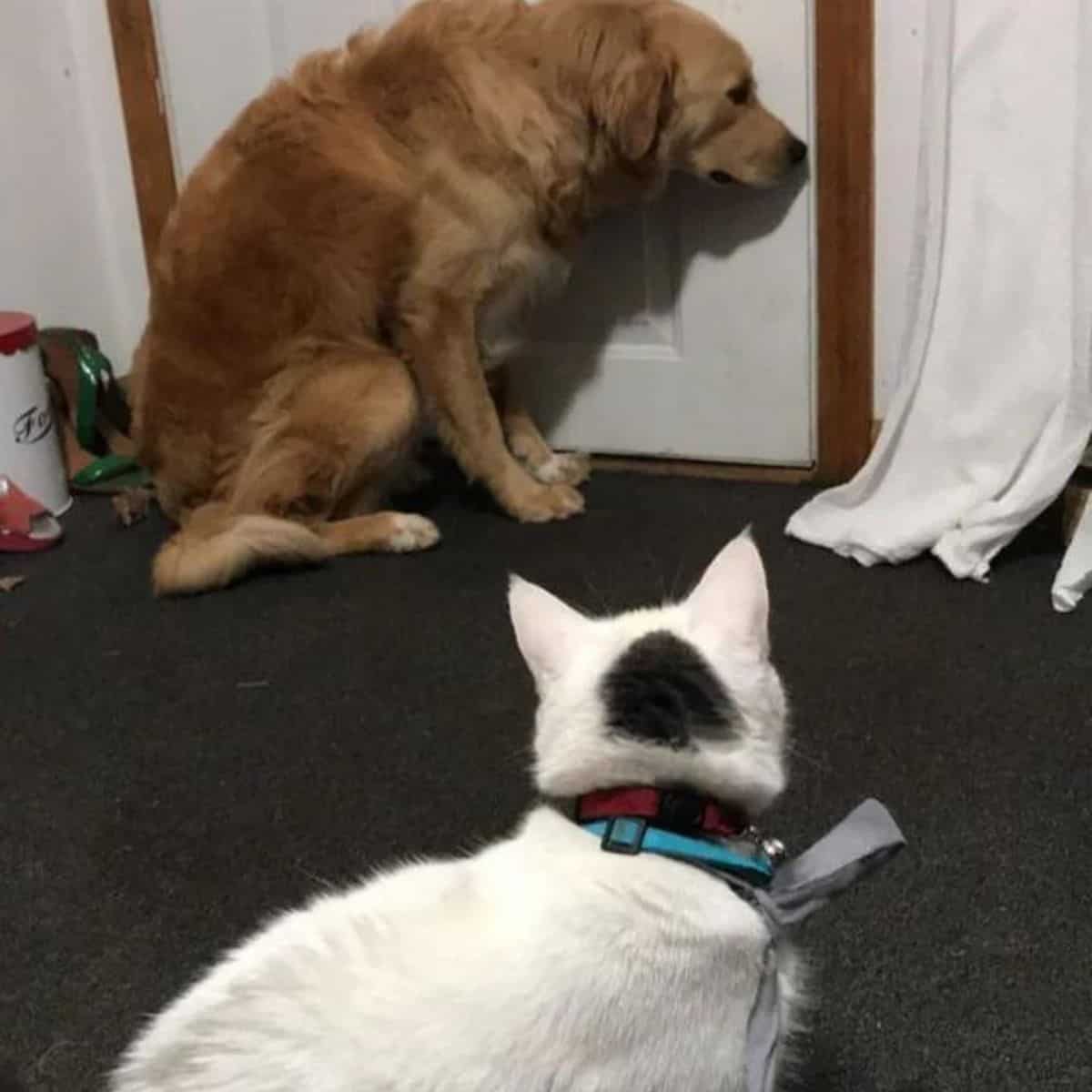 cat looking at scared dog