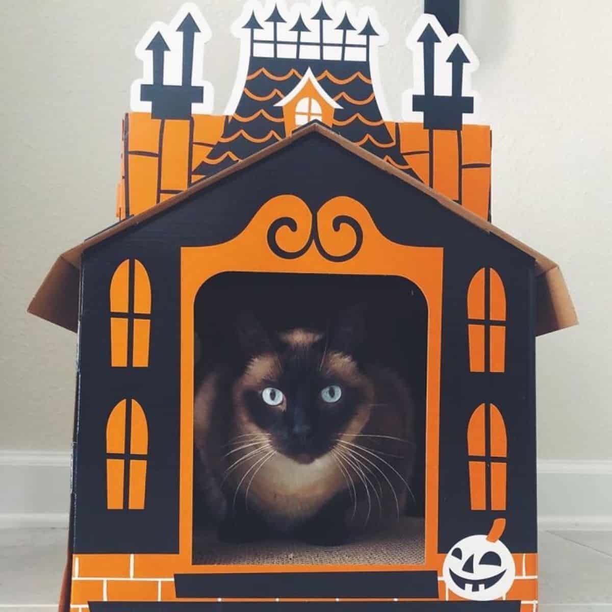 cat lying in a mini haunted house
