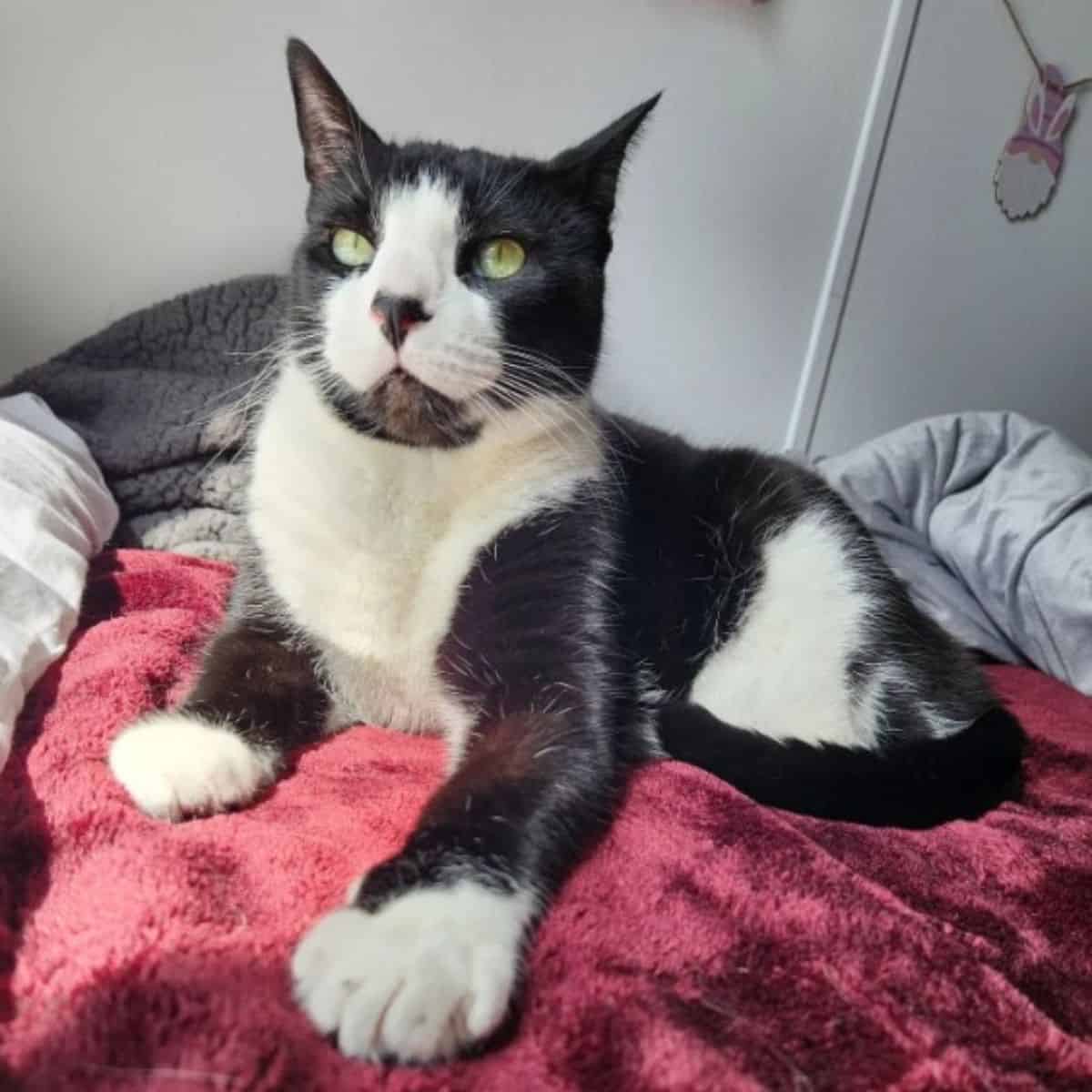 cat lying on a red blanket