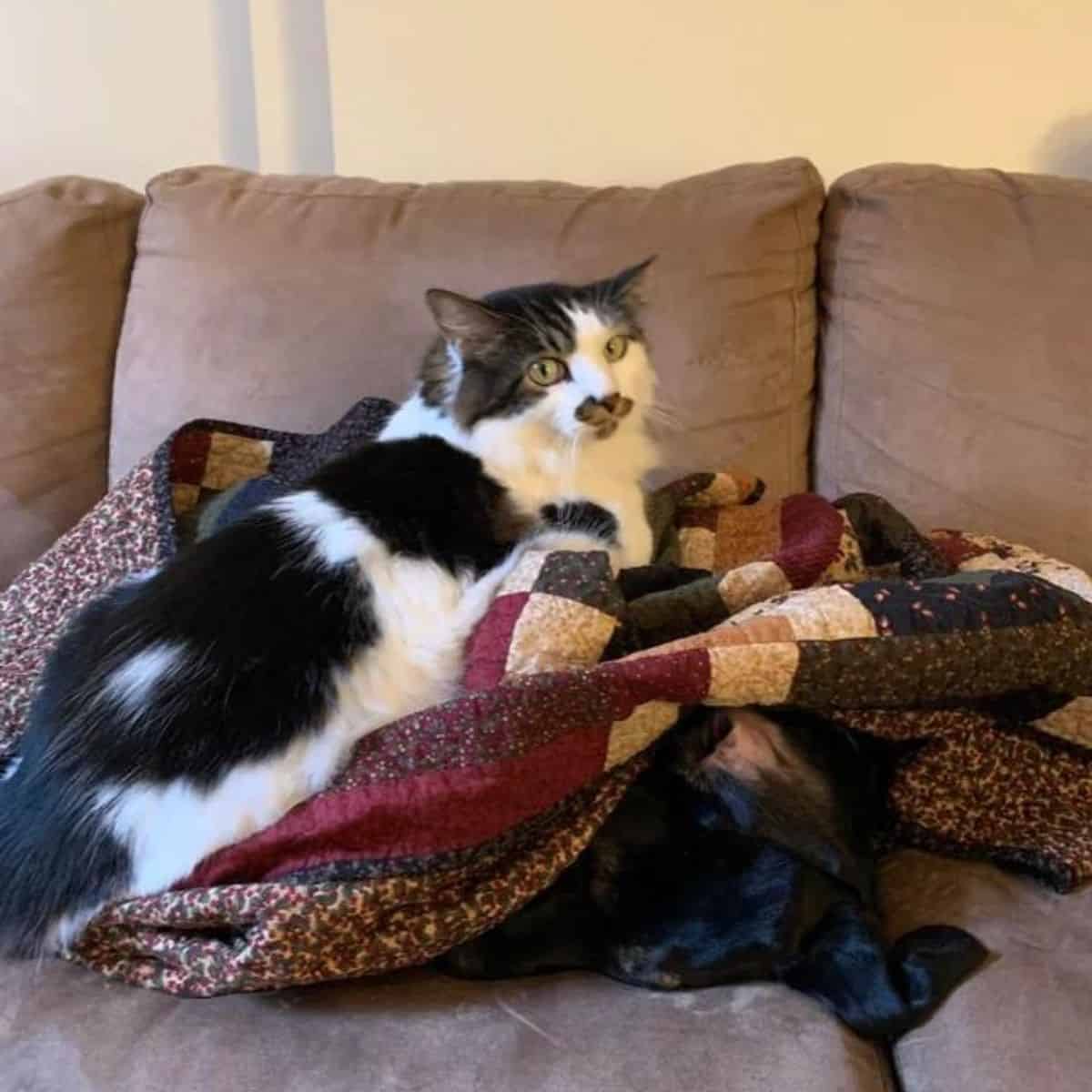 cat lying on dog covered with blanket