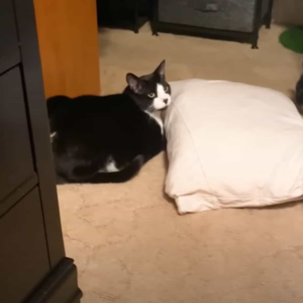 cat lying on the floor next to a pillow
