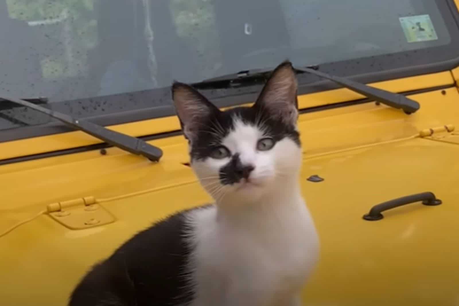 cat on a yellow jeep