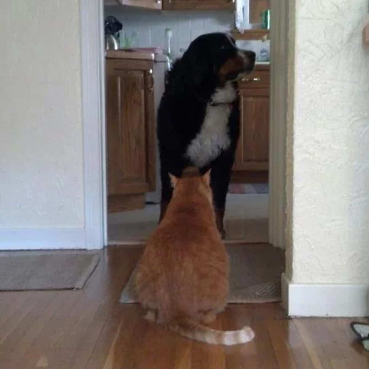cat sitting in front of the dog
