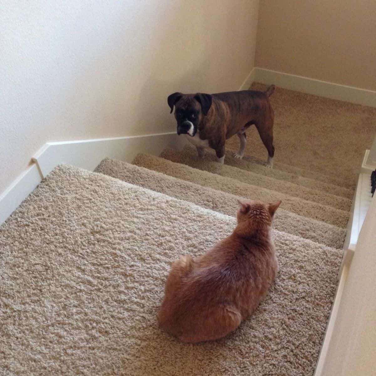 cat sitting on top of stairs looking at dog