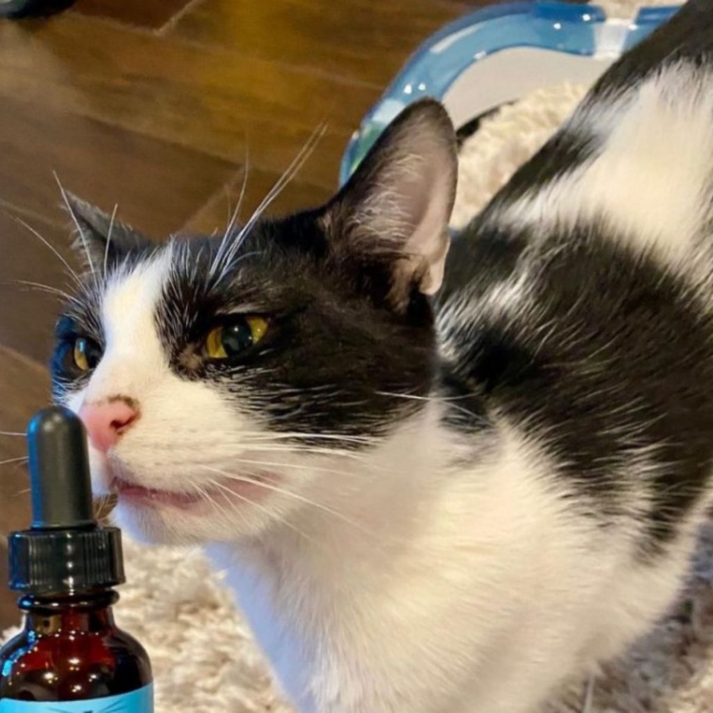 cat sniffing the bottle