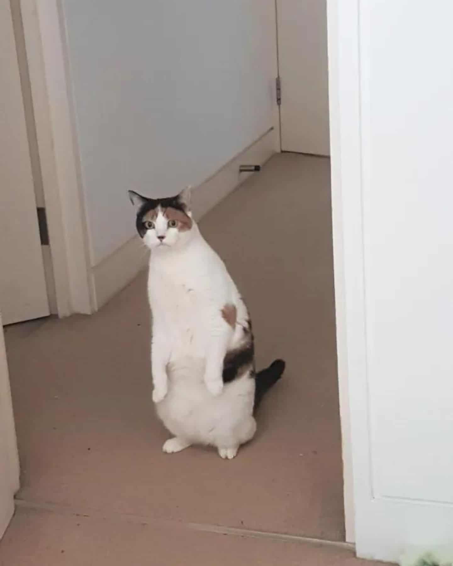 cat standing in the hall of the house