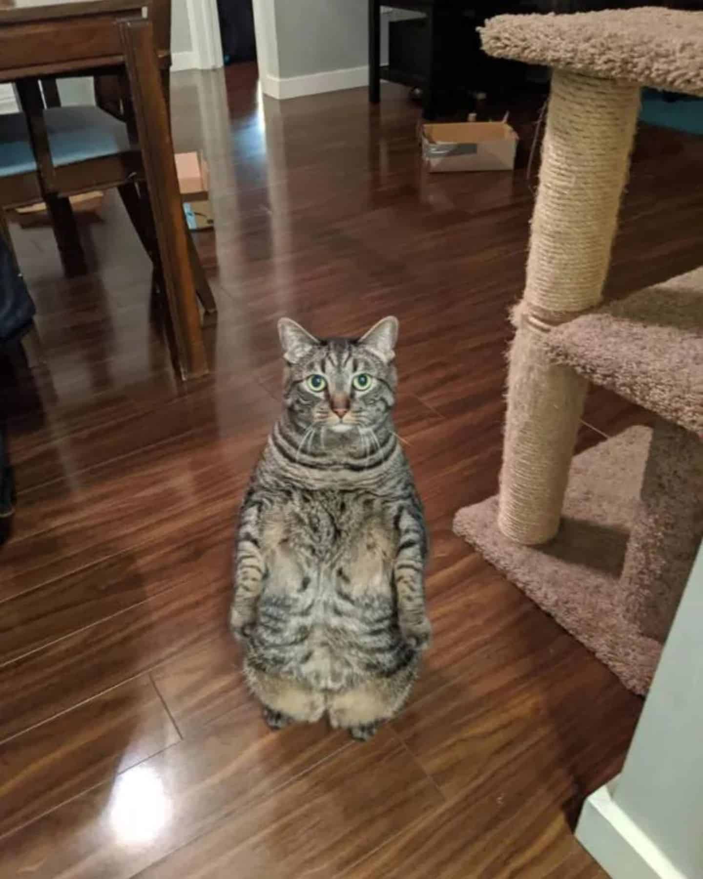 cat standing in the house