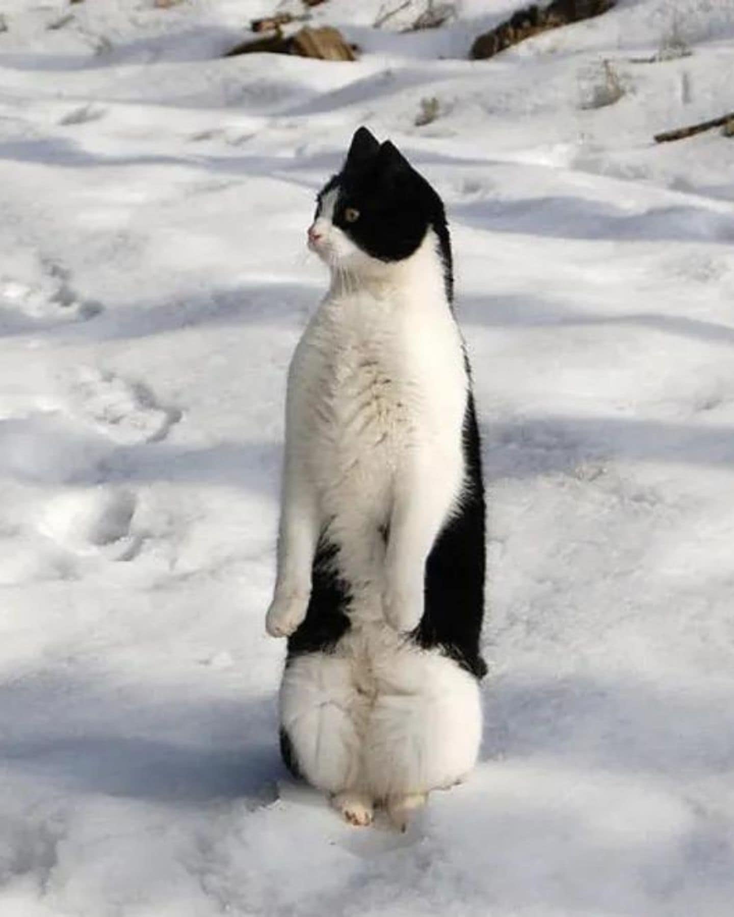 cat standing like a penguin
