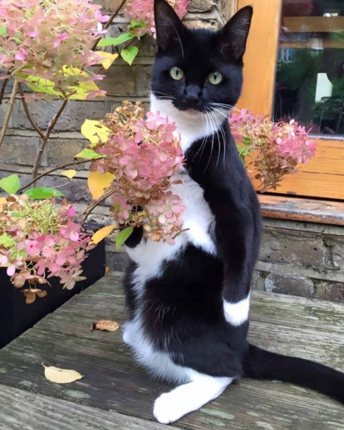 cat standing near flowers