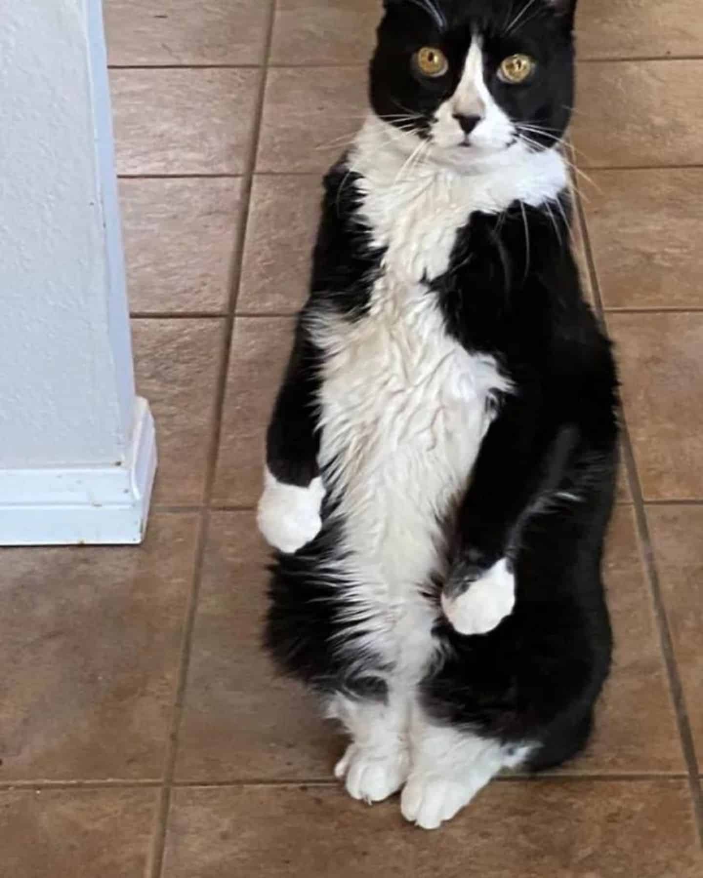 cat standing on a floor