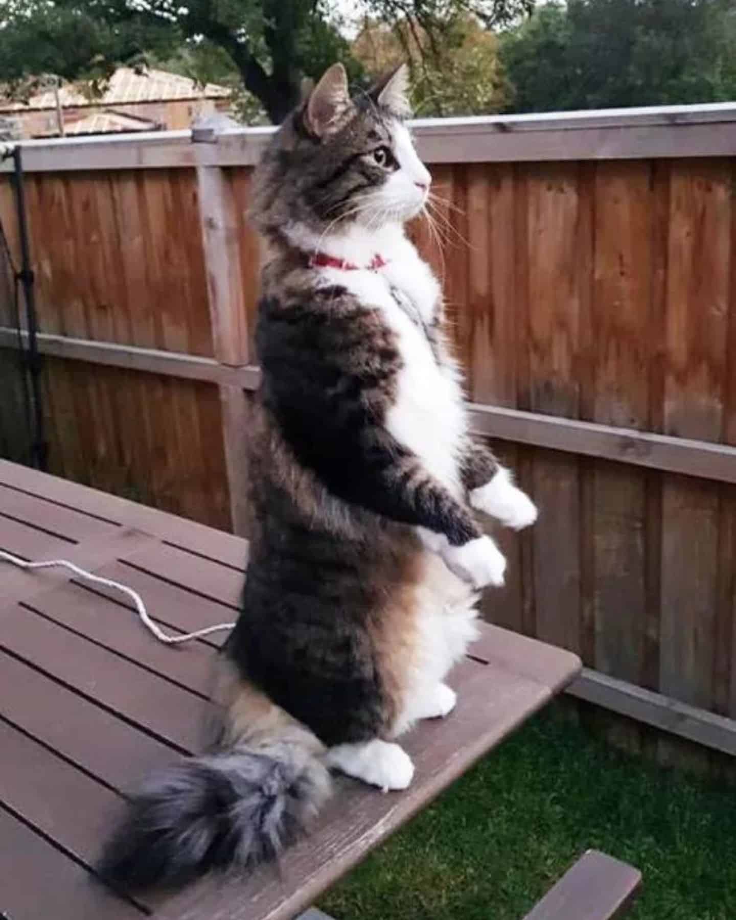 cat standing outside