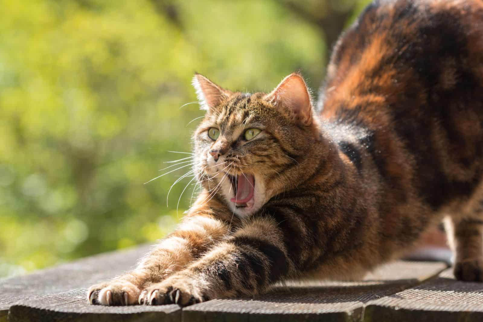 cat stretching and yawning