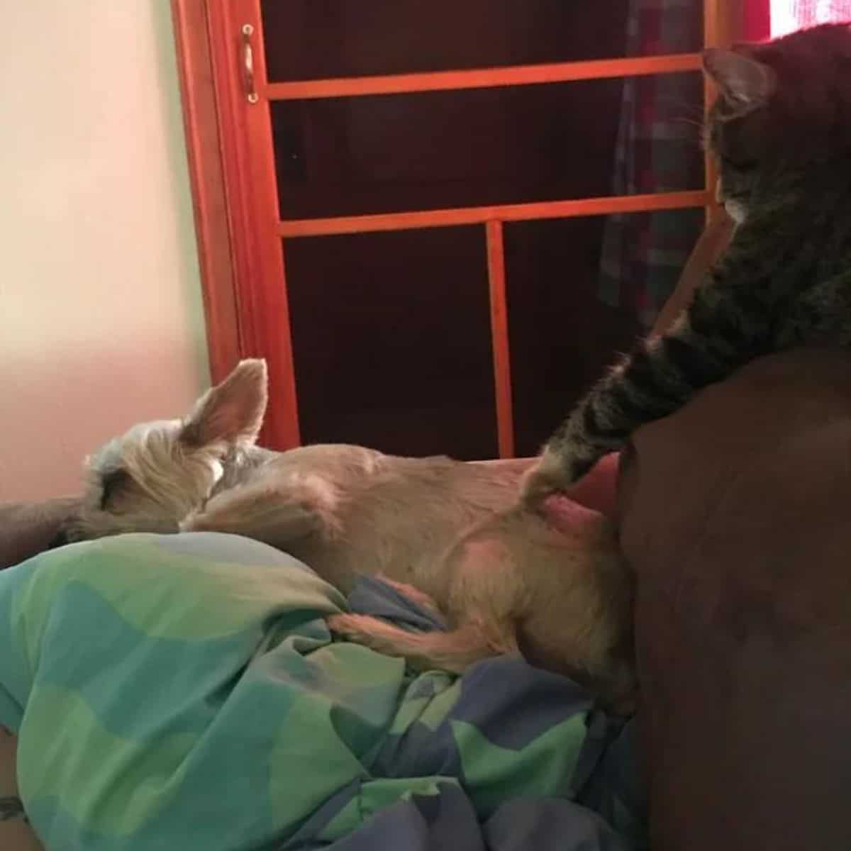 cat touching the dog on couch