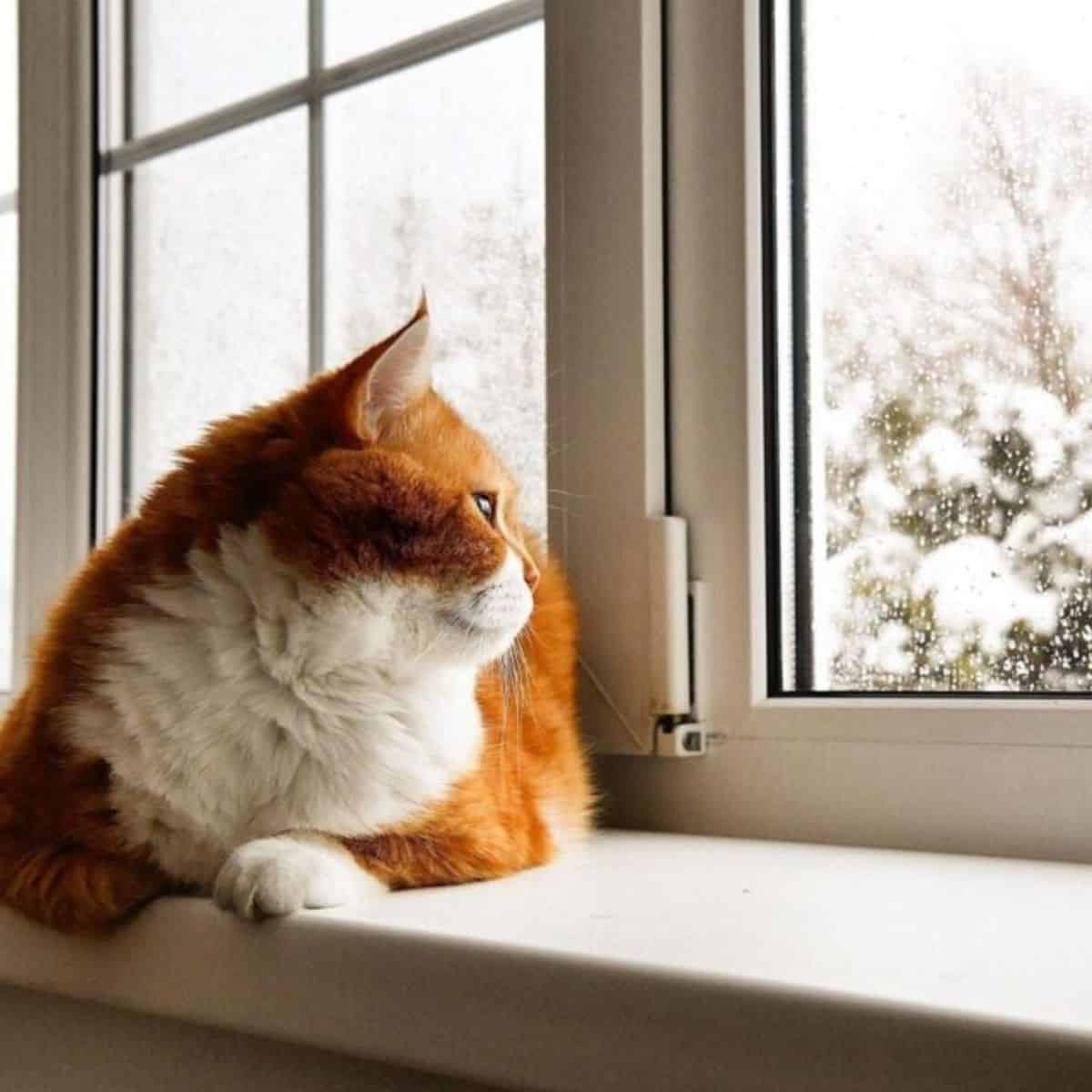cat watching trough window