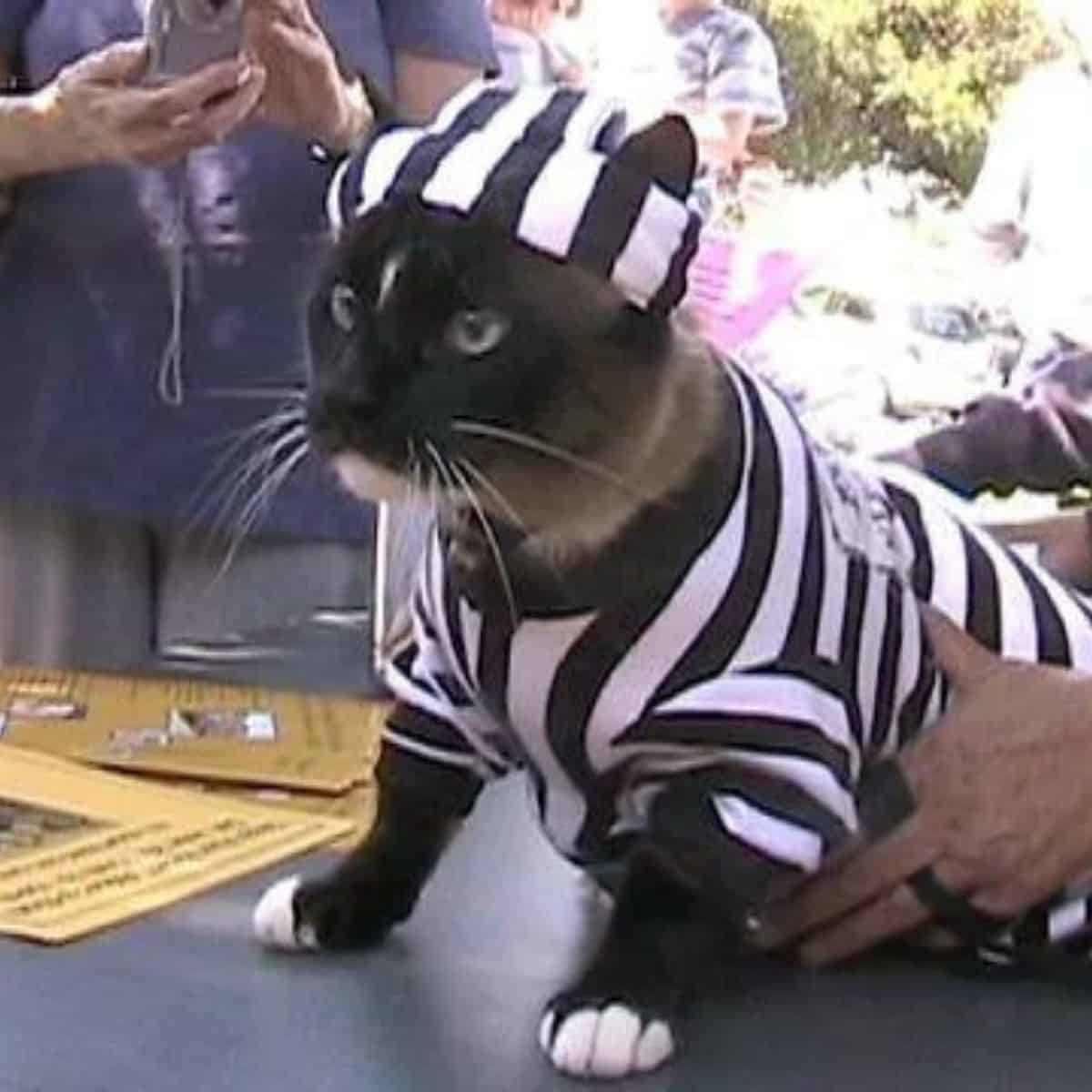 cat wearing a stripped costume