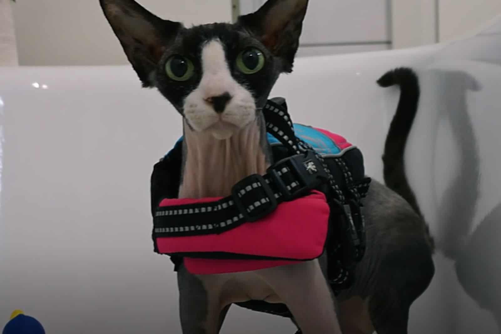 cat wearing pink life vest