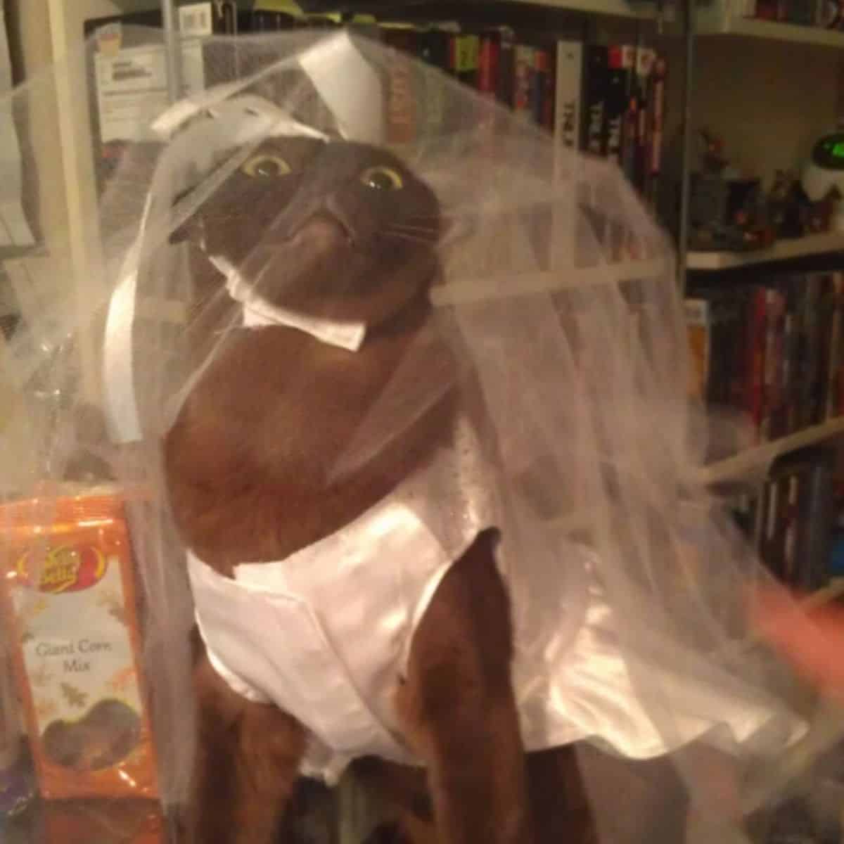 cat with a white veil